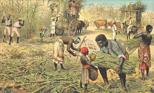 negritudes cosechando caña de azucar