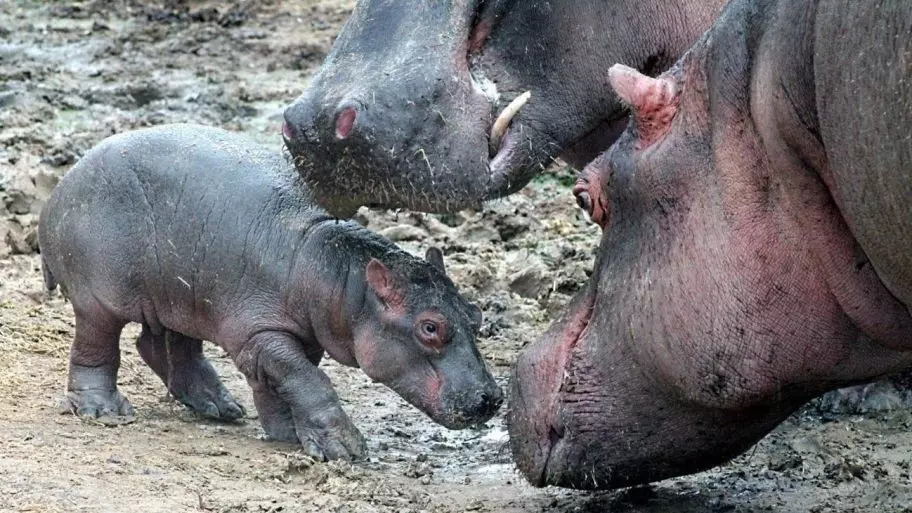 hipopotamos en el agua