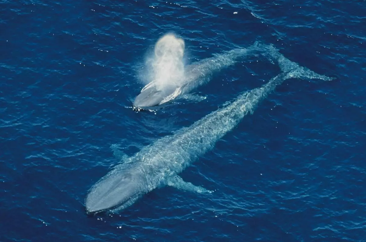 ballena madre y ballena hija a plena vista