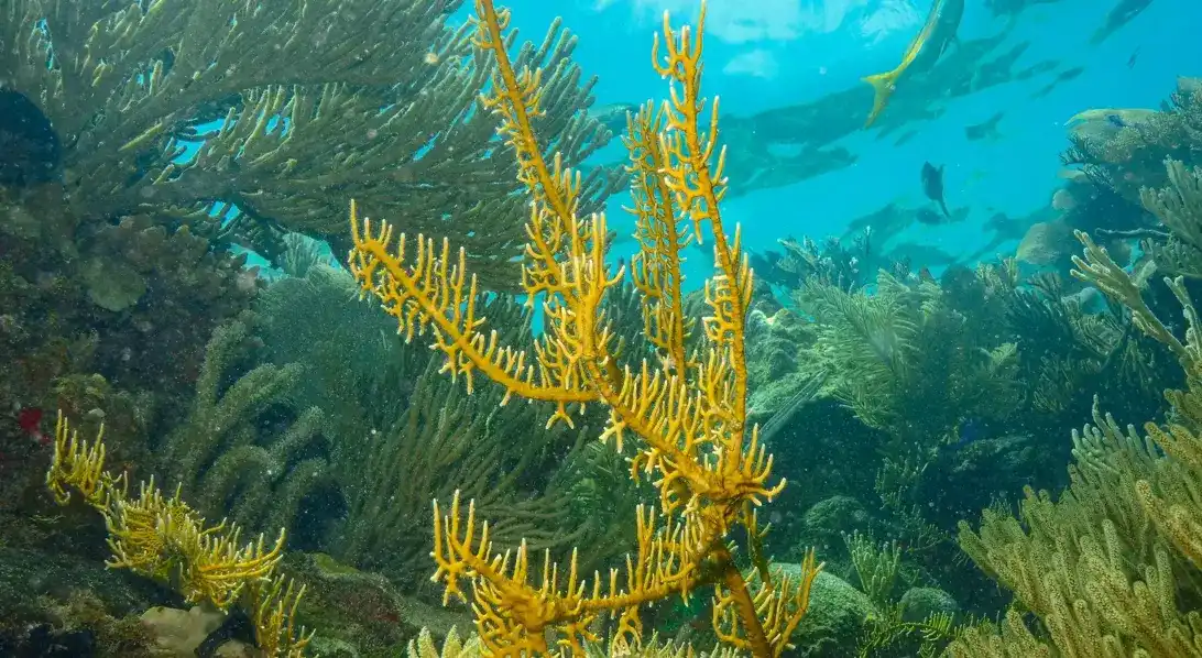 fitoplancton y peces en el oceano