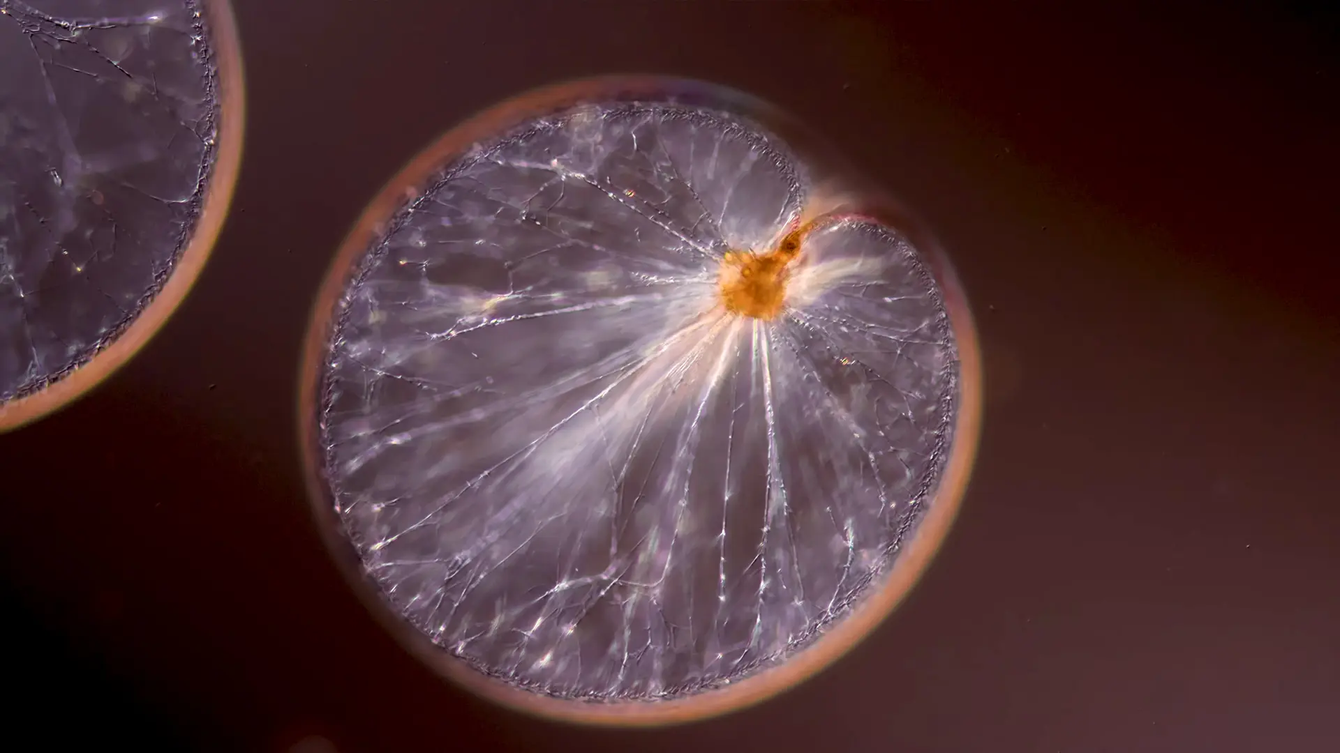 fotos de celulas en microoscopico