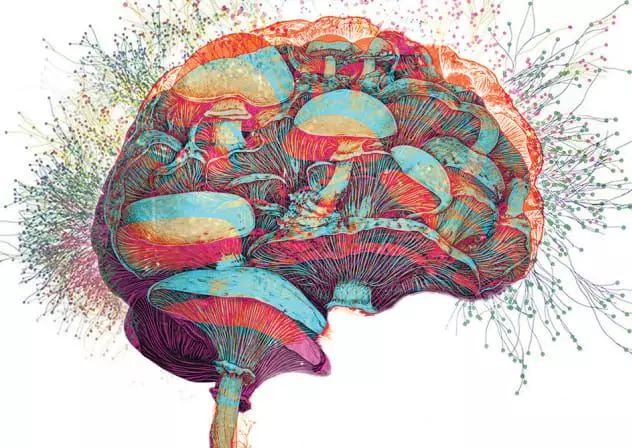 Ilustración de cerebro humano compuesto por hongos en relación a la neuroplasticidad